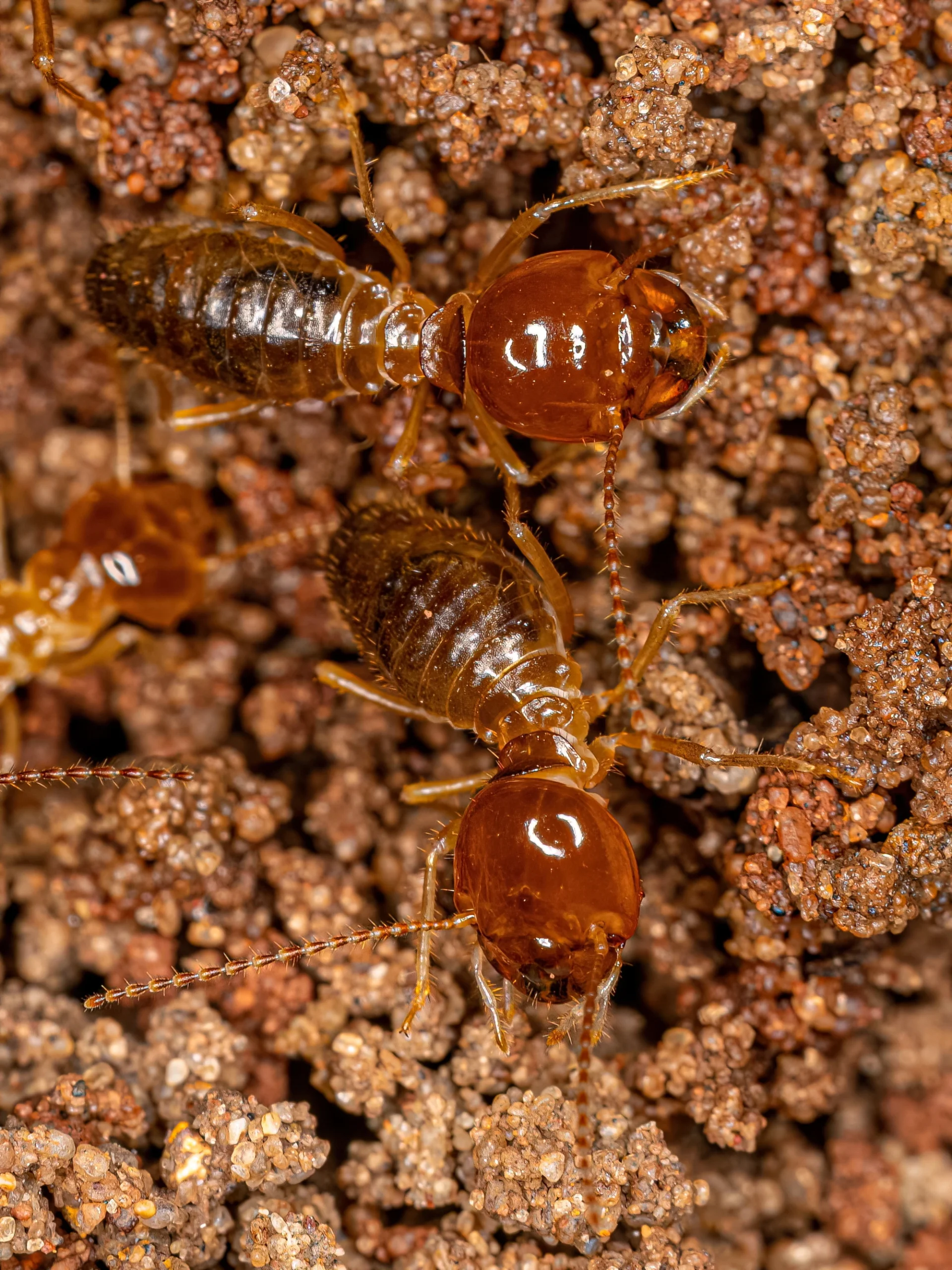 termite treatment