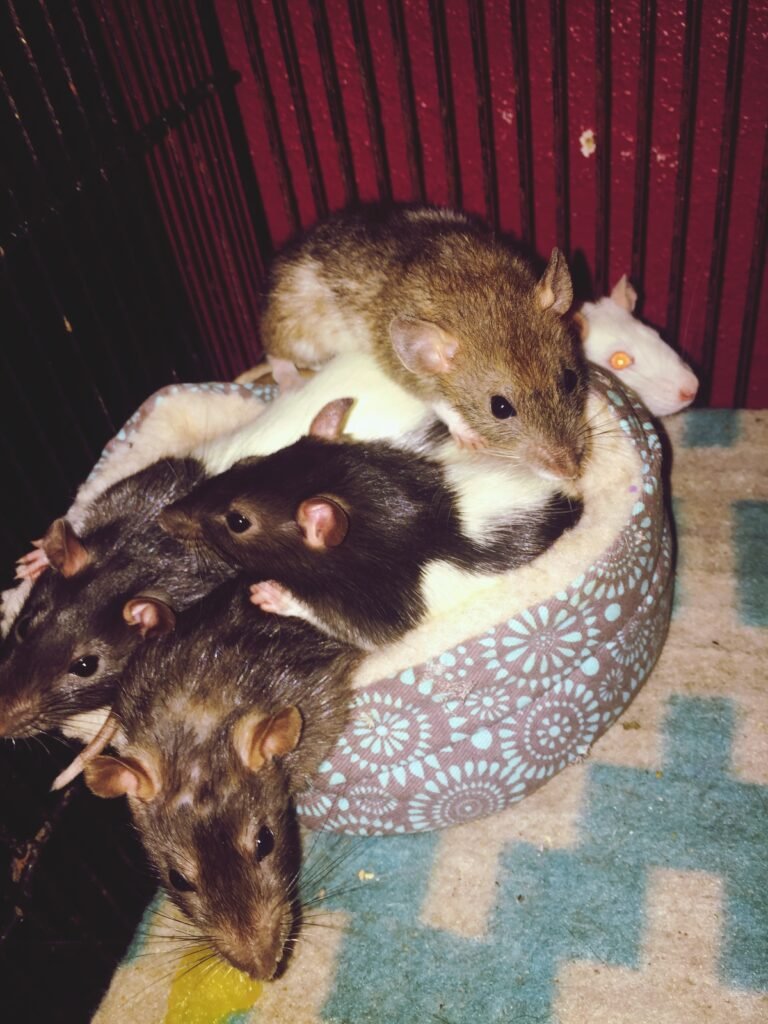 Rodents