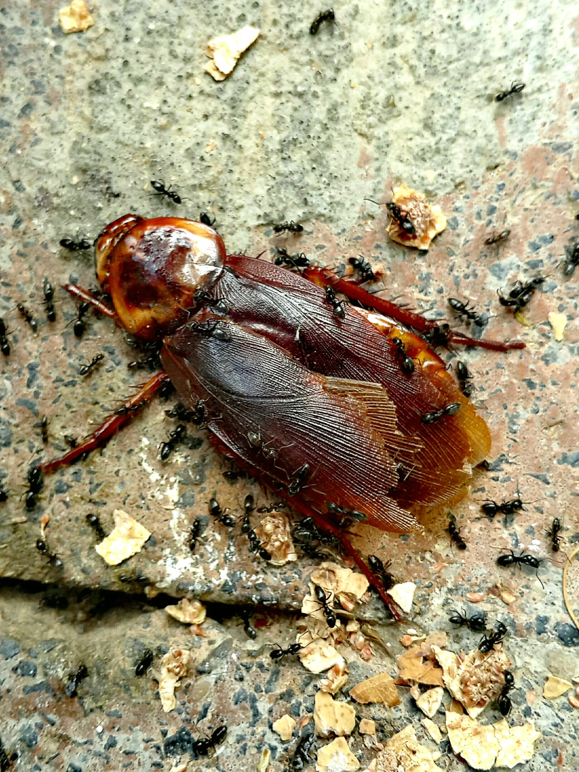 cockroach pest control