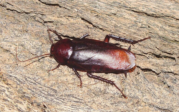 Cockroach control