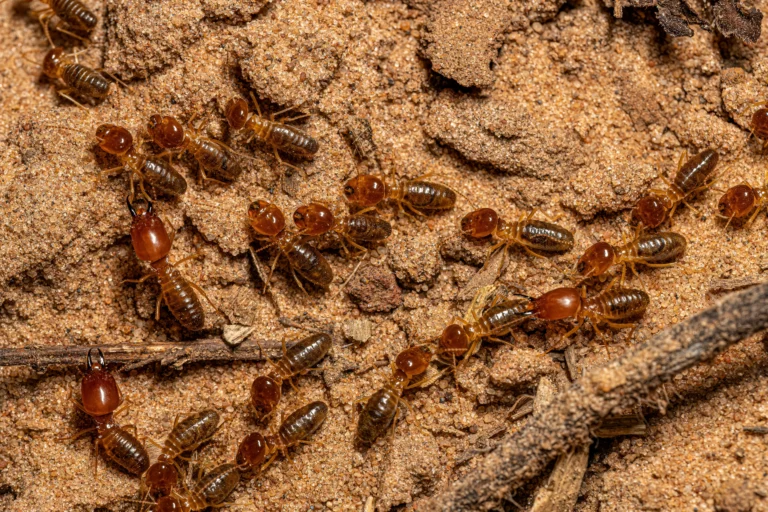 Pest Control Melbourne