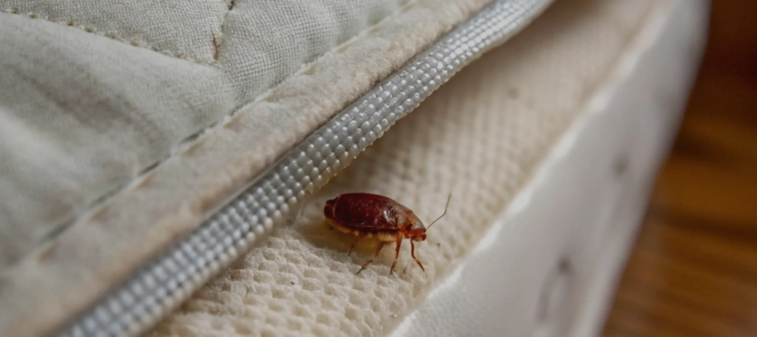 Bed Bugs
