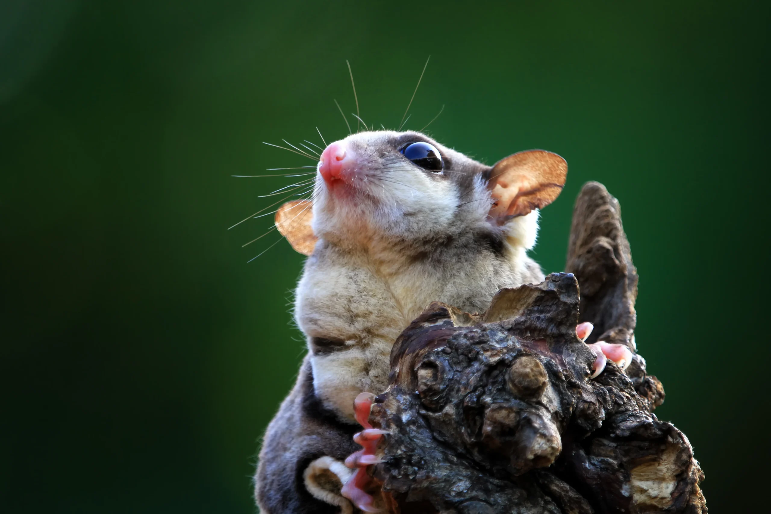 possum removal