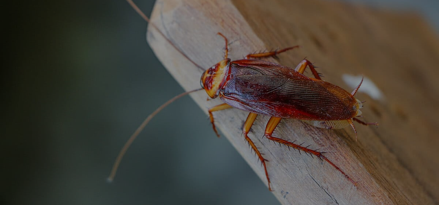 Cockroaches