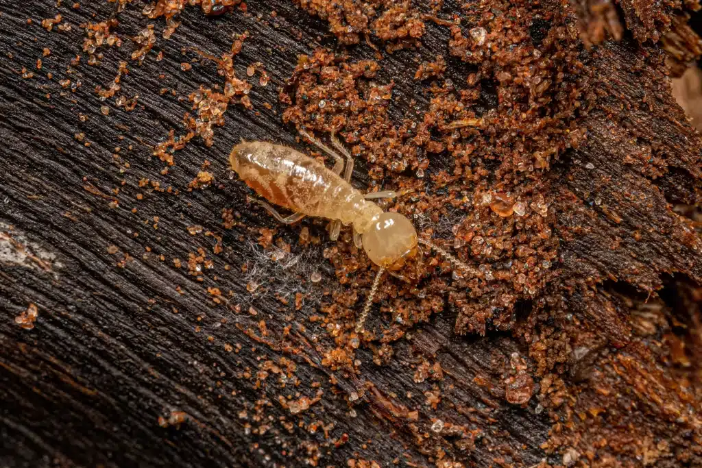 Termite Species