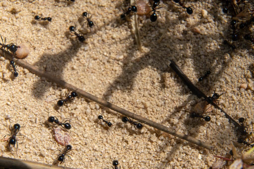 termite vs ant damage