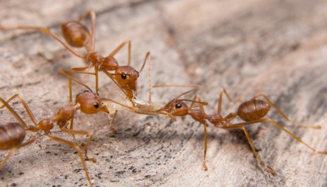 Ant Pest Control