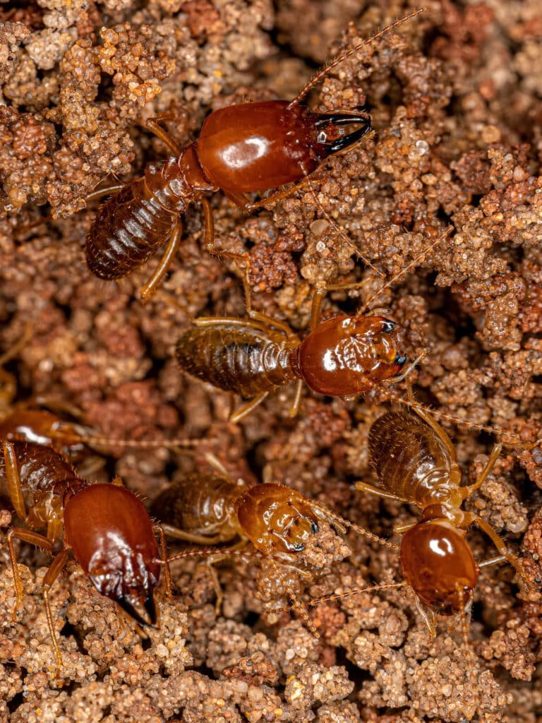 Termites