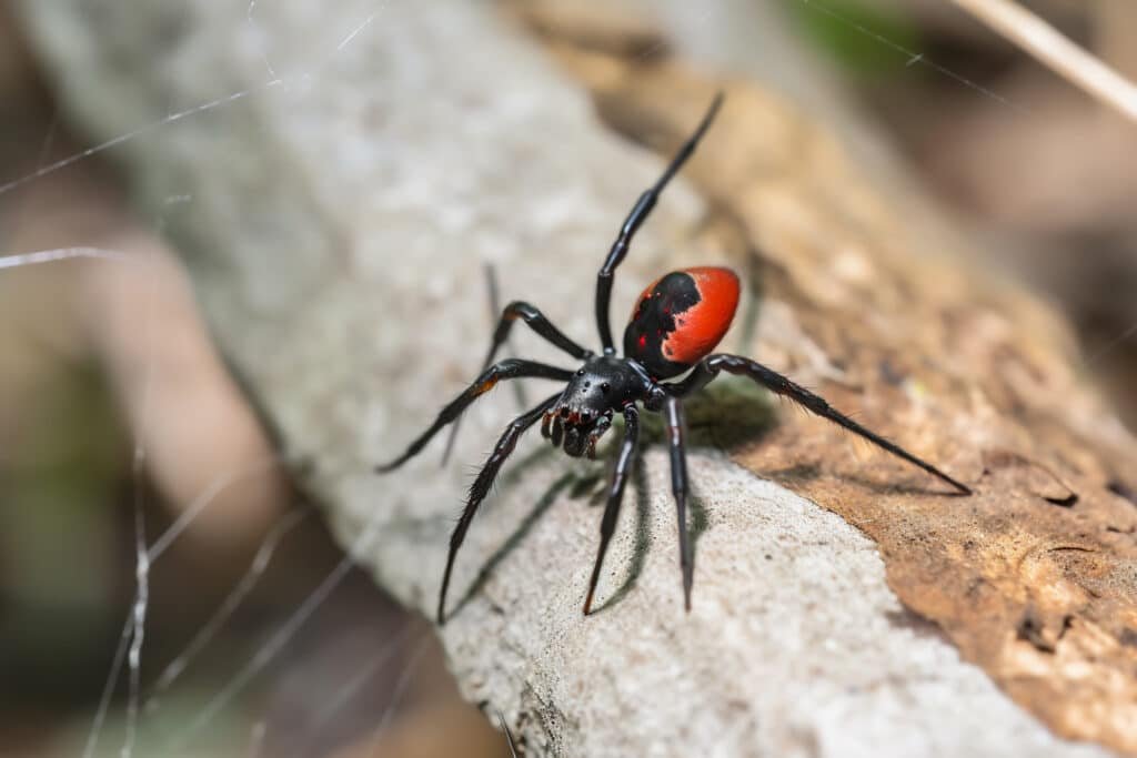 Spiders