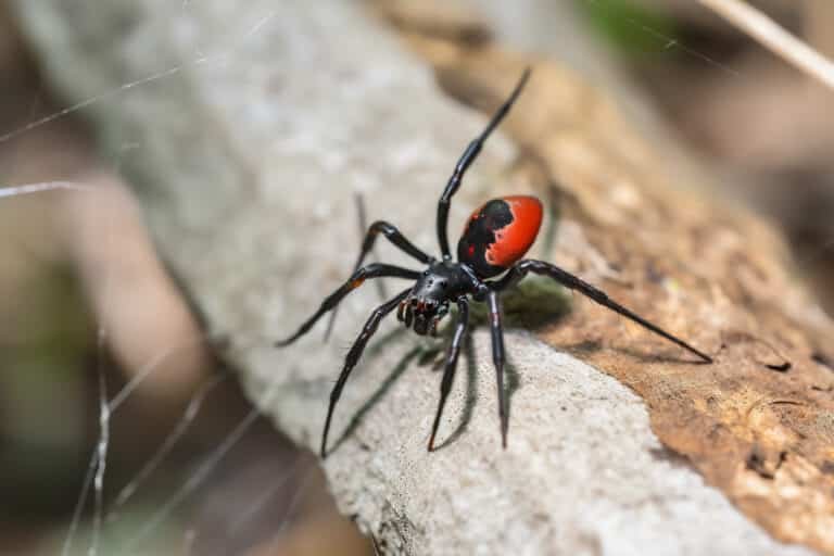 Spiders