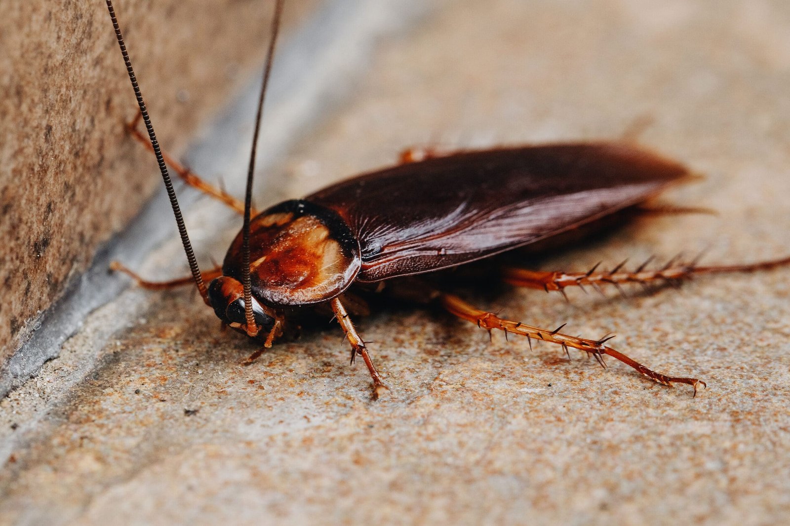 Pest Control West Melbourne