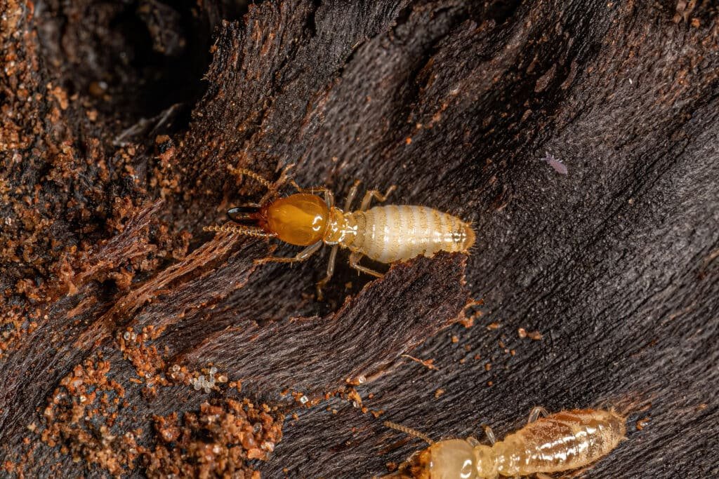 Pest Control Services