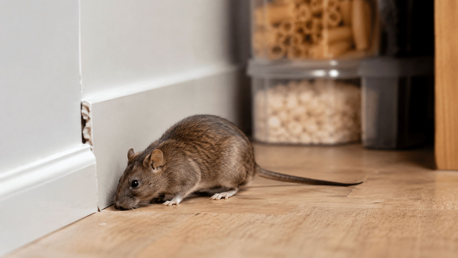Rodent control Sydney
