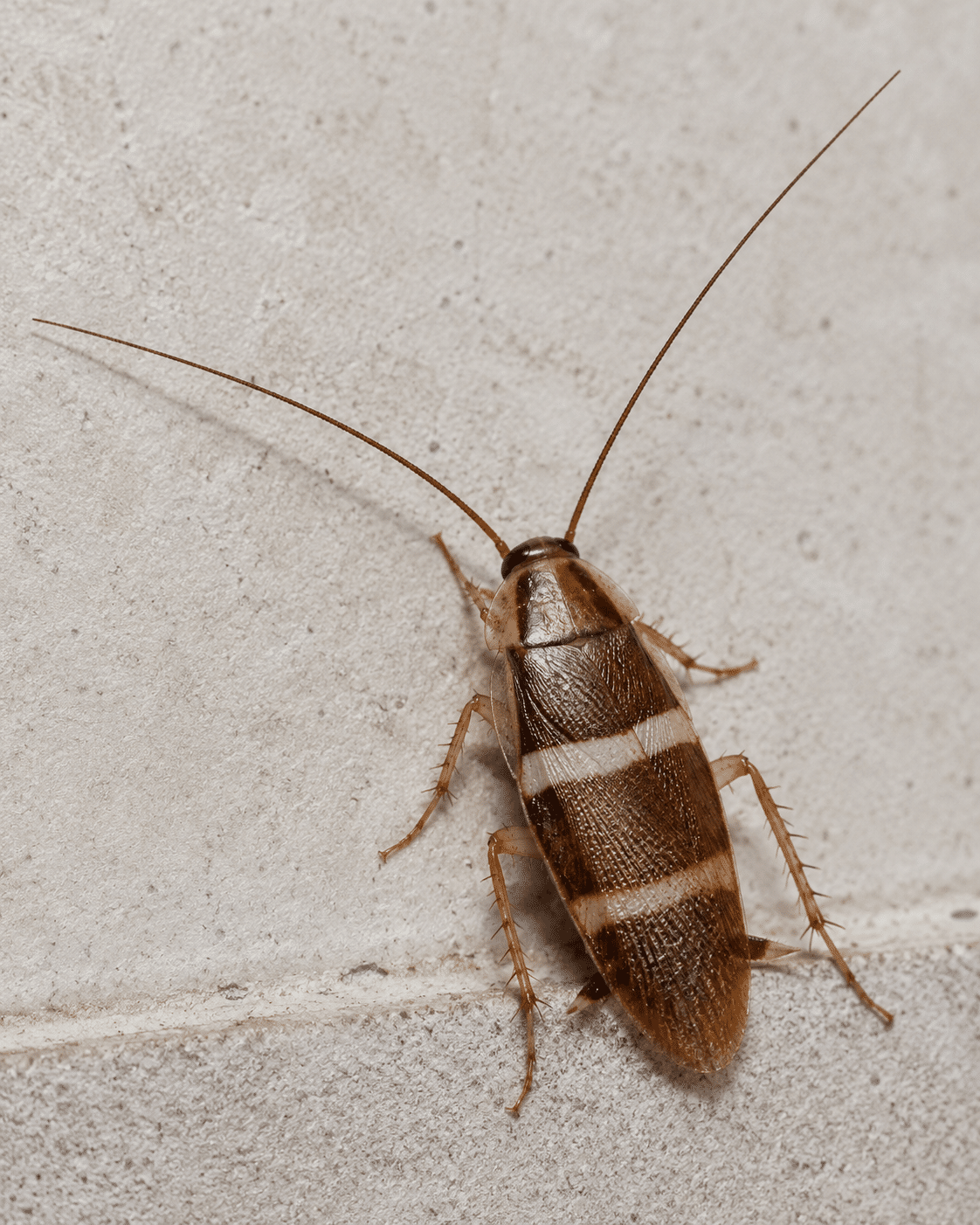 Brown-banded cockroach species