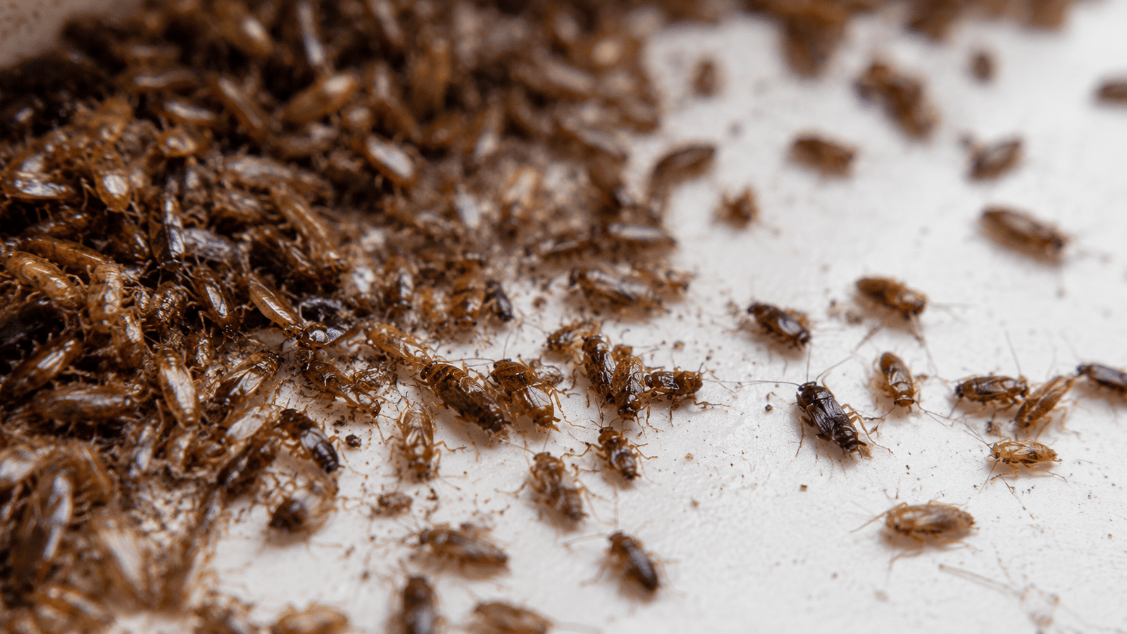 Cockroach pest control