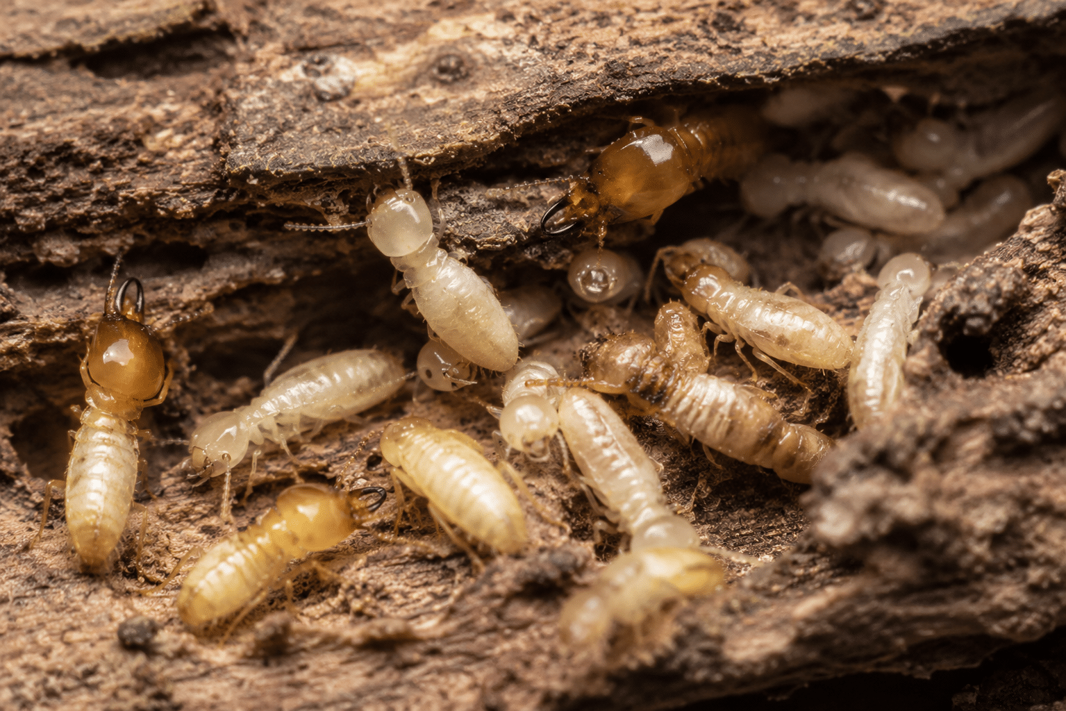 Drywood termite species