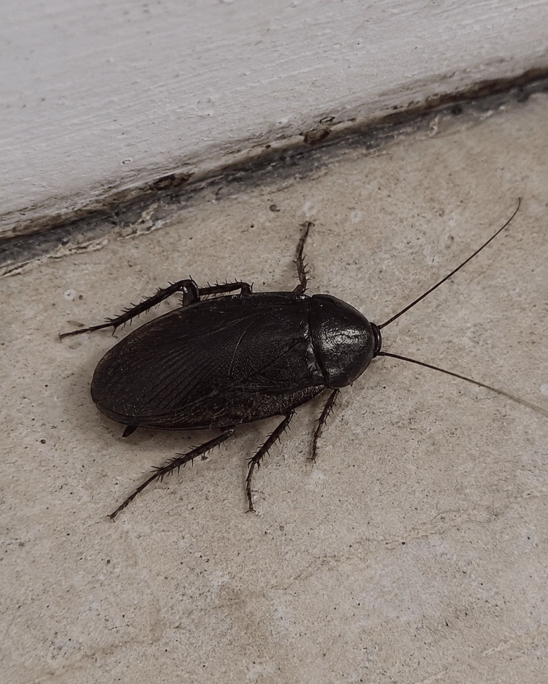 Oriental cockroach species