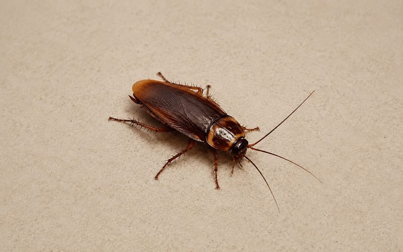 Australian cockroach