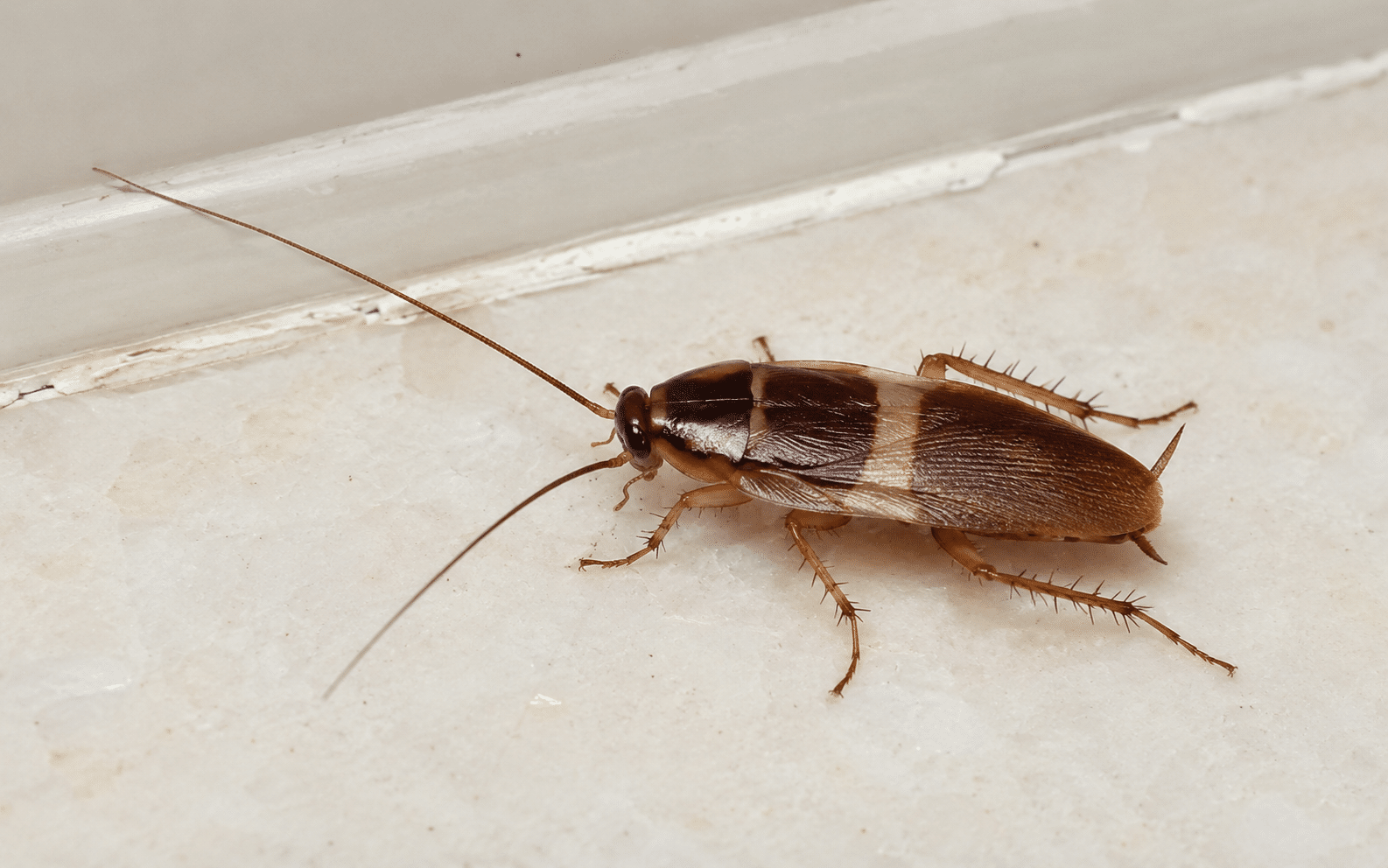 Brown-banded cockroach