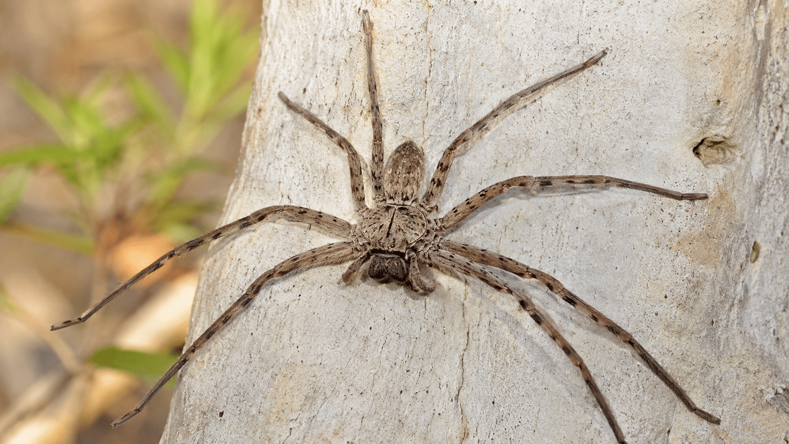 Huntsman spider