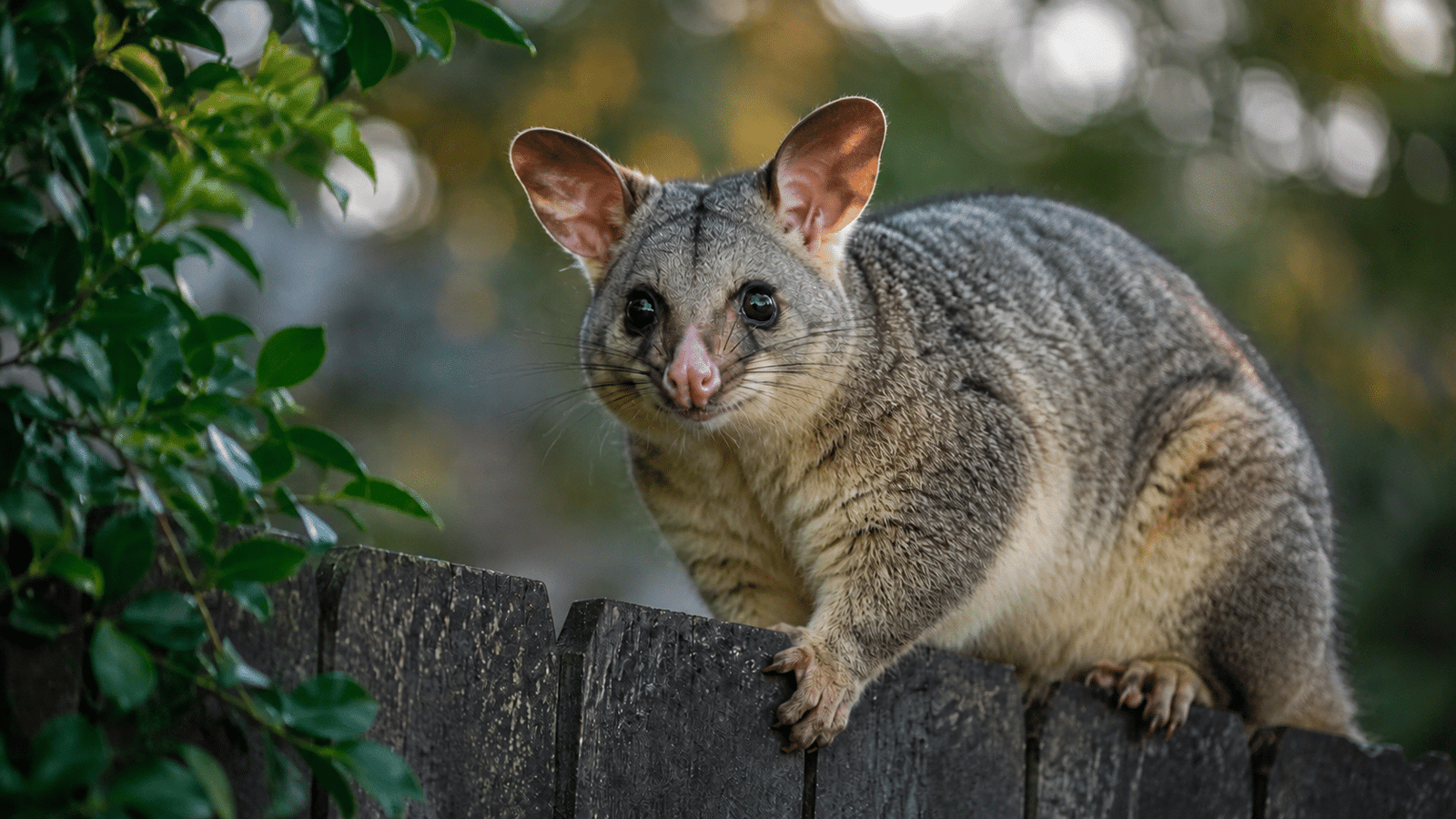 Possum icon
