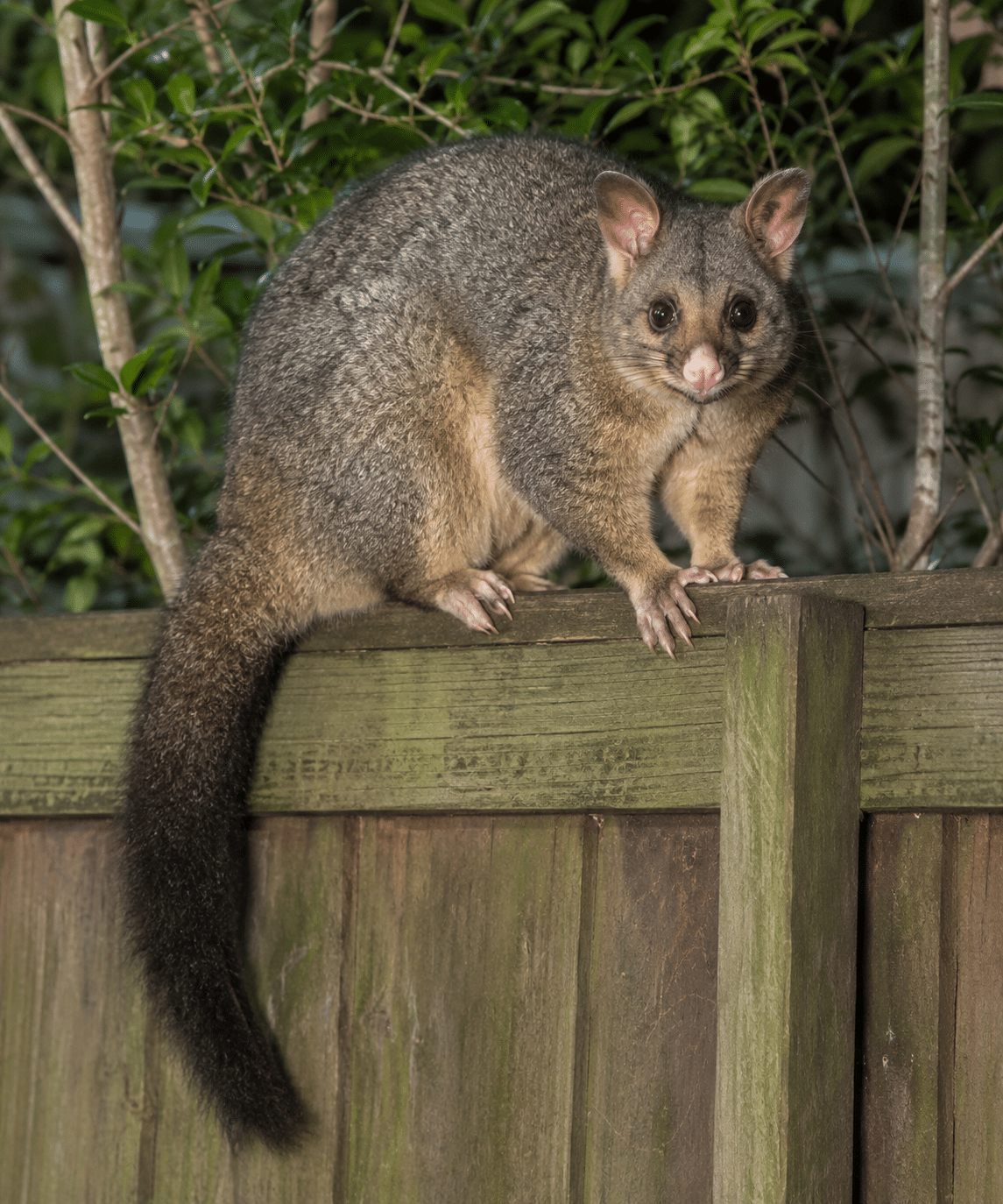 Common Brushtail Possum in a Sydney roof