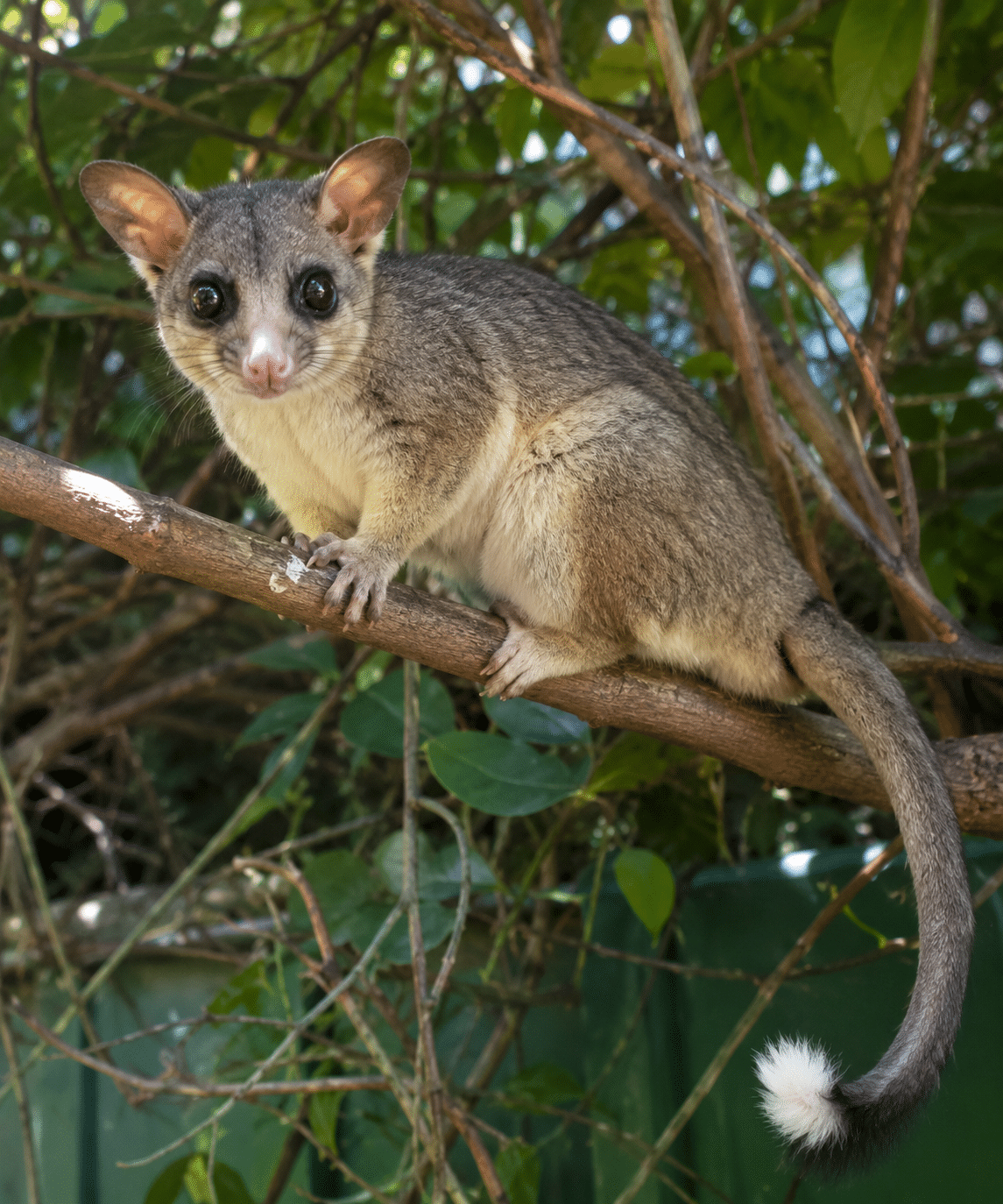 Common Ringtail Possum in Sydney eaves