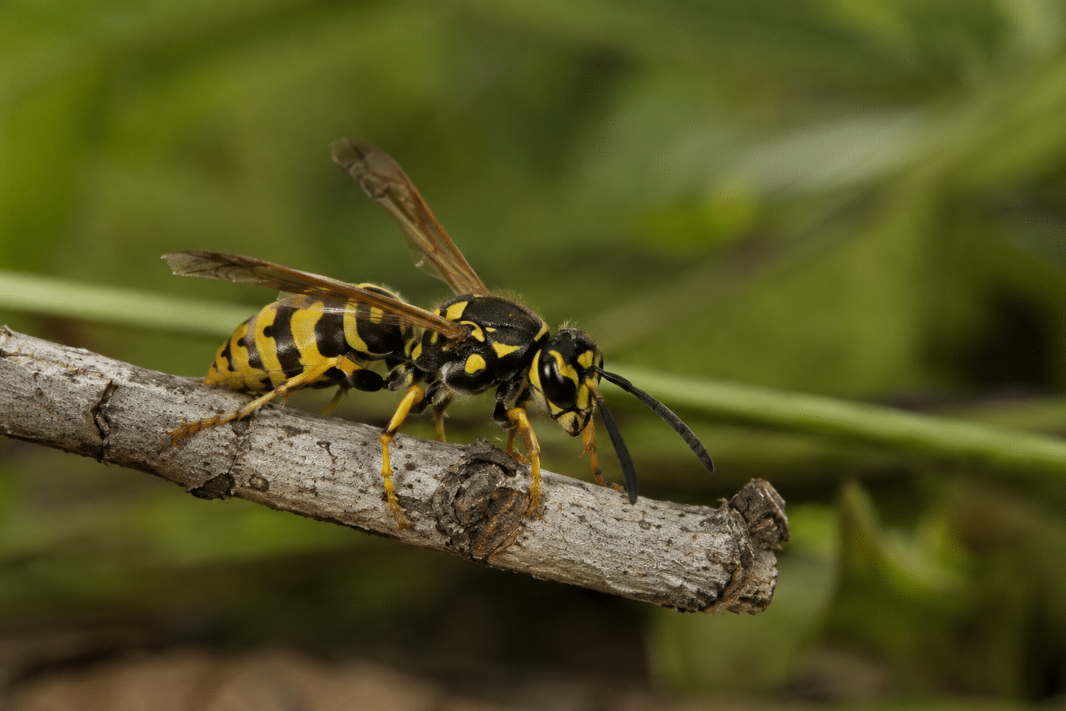 European Wasp identified by Apex Pest Control Sydney