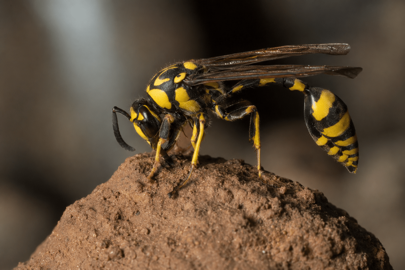 Mud Dauber identified by Apex Pest Control Sydney