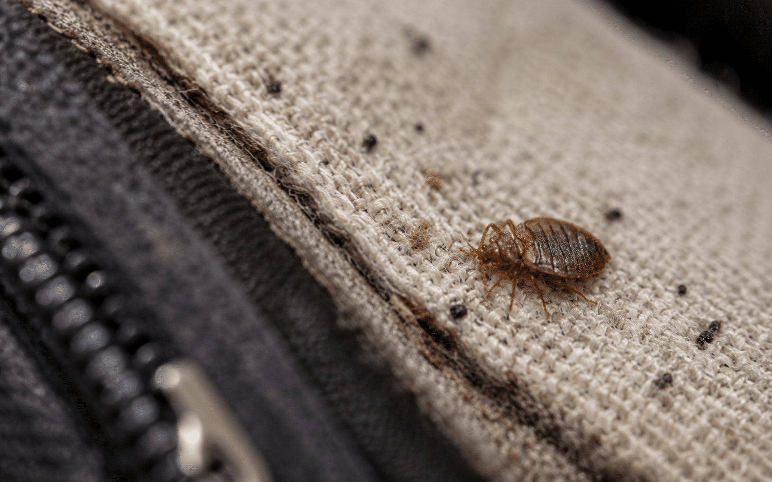 Bed bugs in luggage, bags and folded clothing
