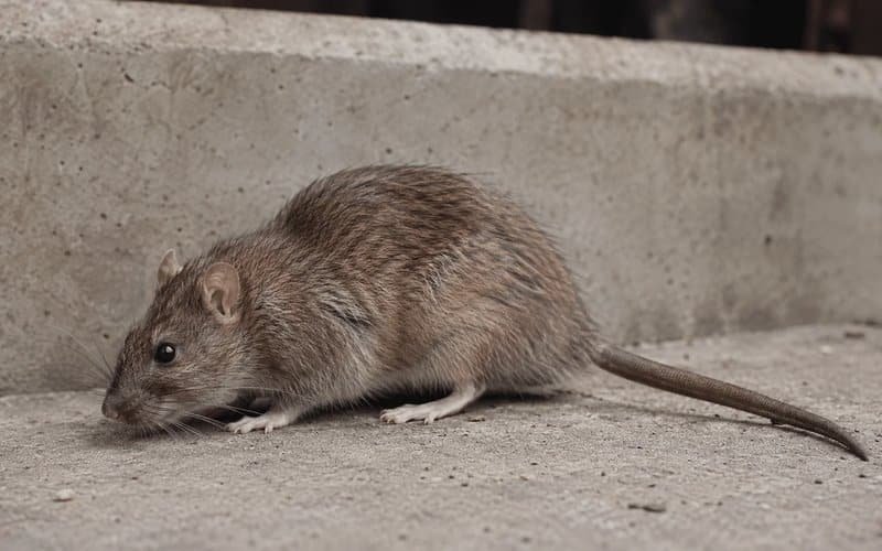 Norway rat
