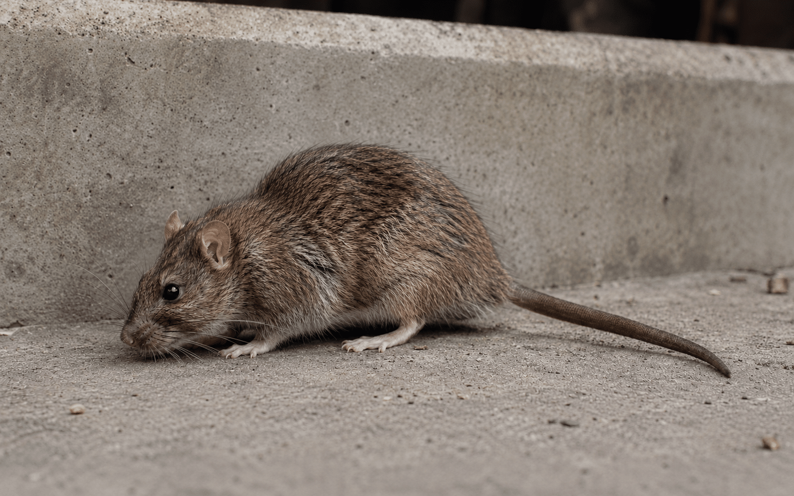 Norway rat species