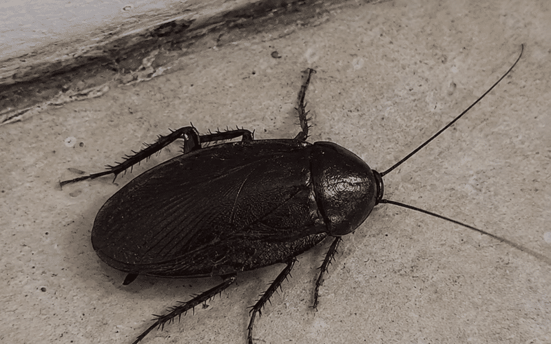 Oriental cockroach