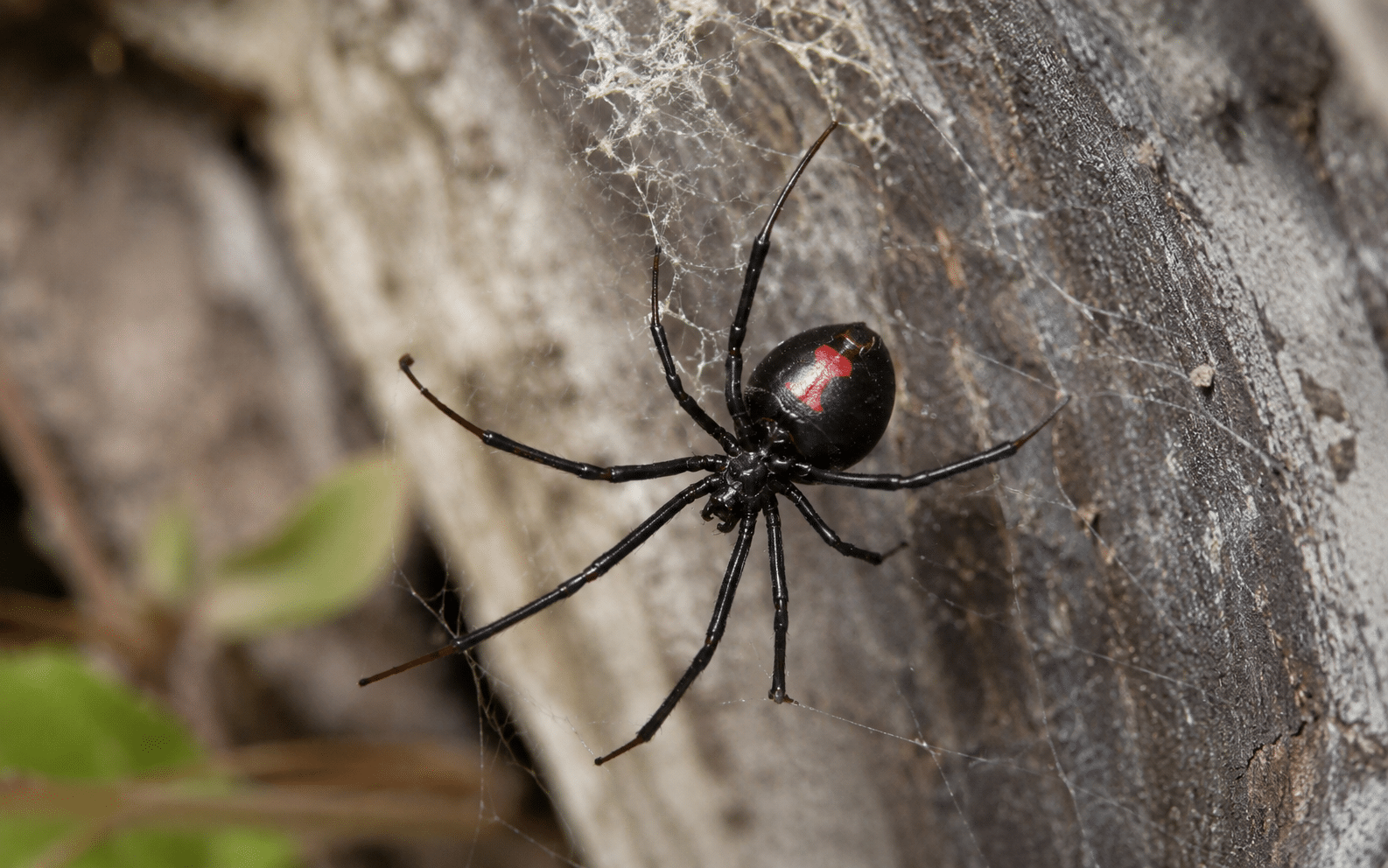 Redback spider