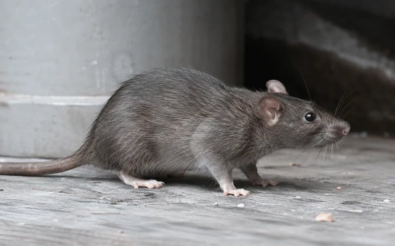 Roof rat