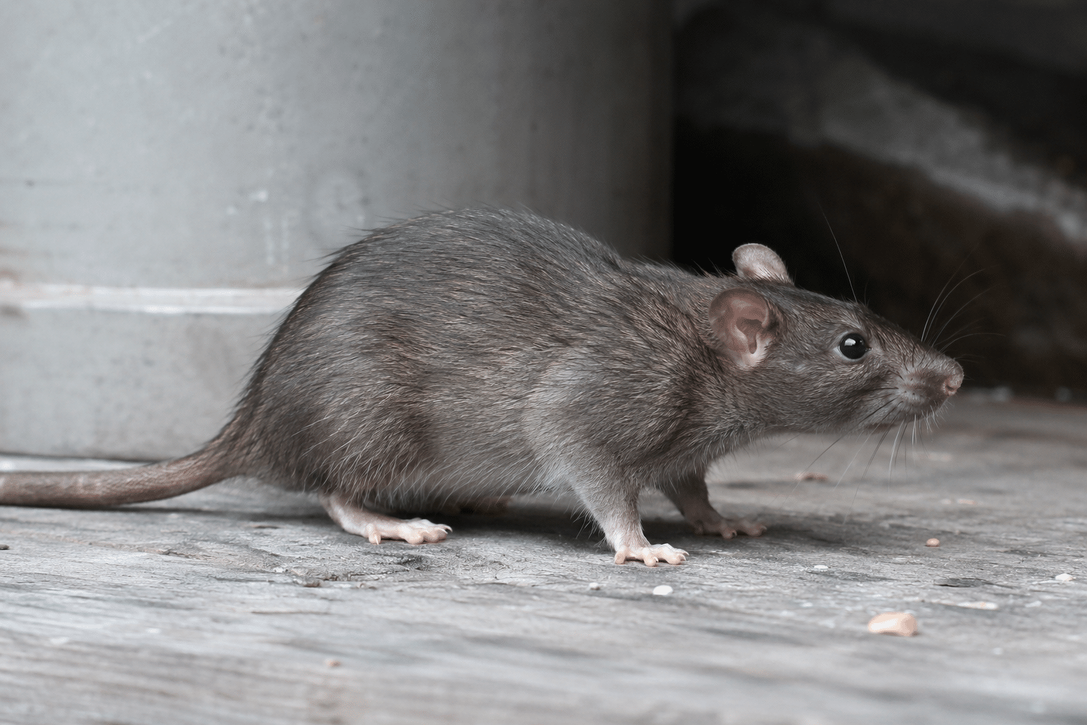 Roof rat species