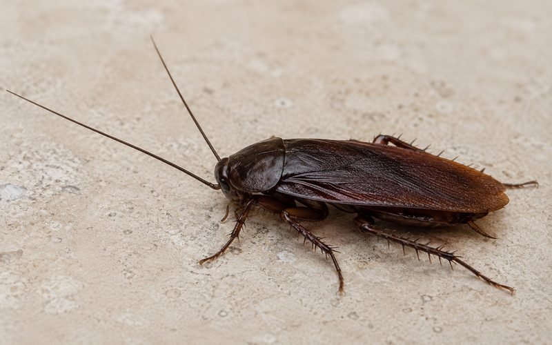 Smoky brown cockroach
