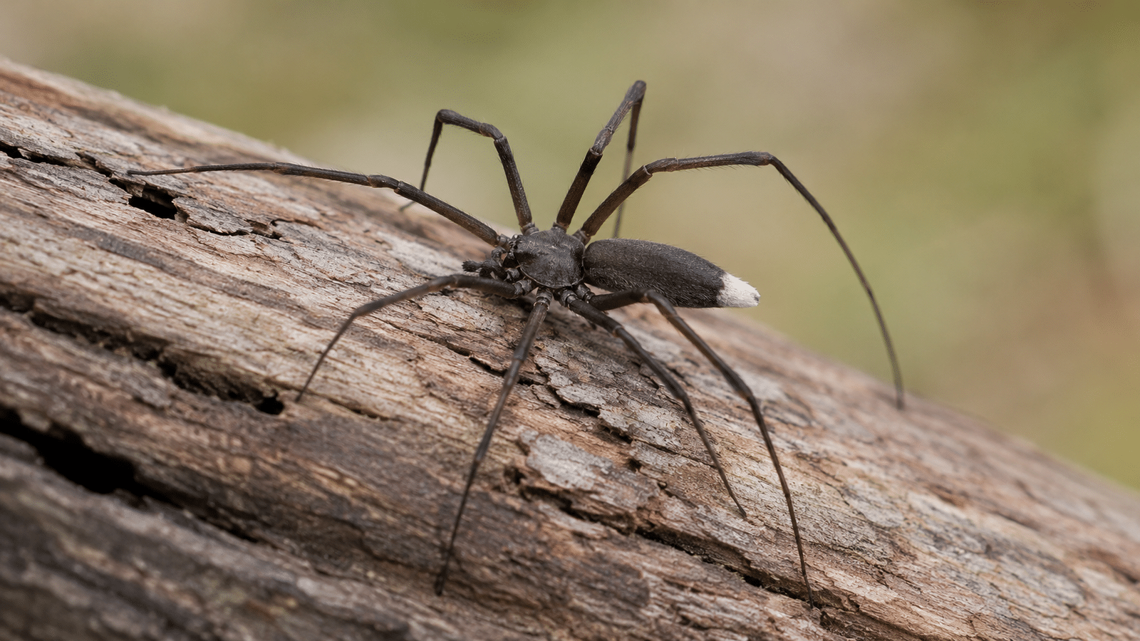 White-Tailed spider