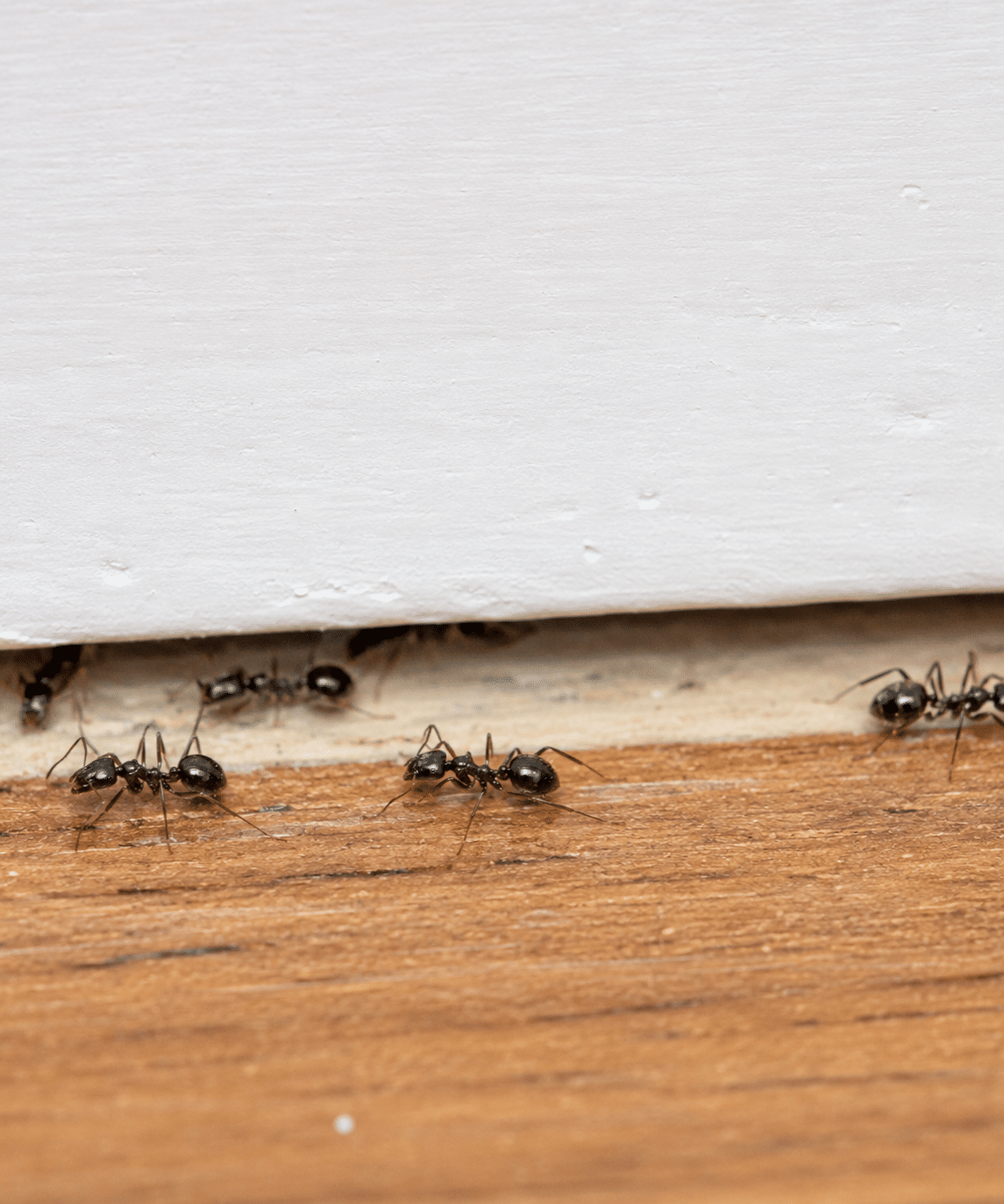 Black House Ant identified by Apex Pest Control Sydney