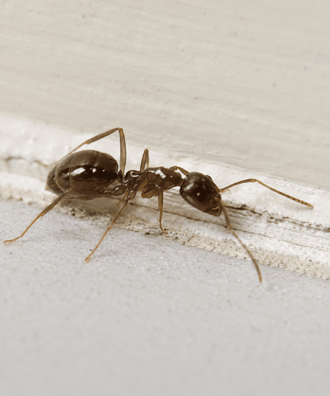 Argentine Ant identified by Apex Pest Control Sydney