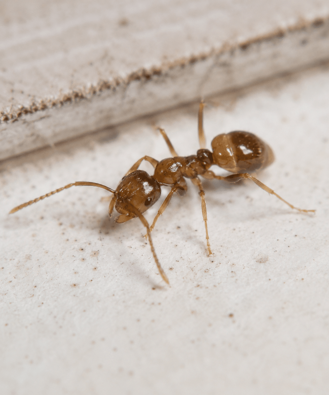 Coastal Brown Ant identified by Apex Pest Control Sydney
