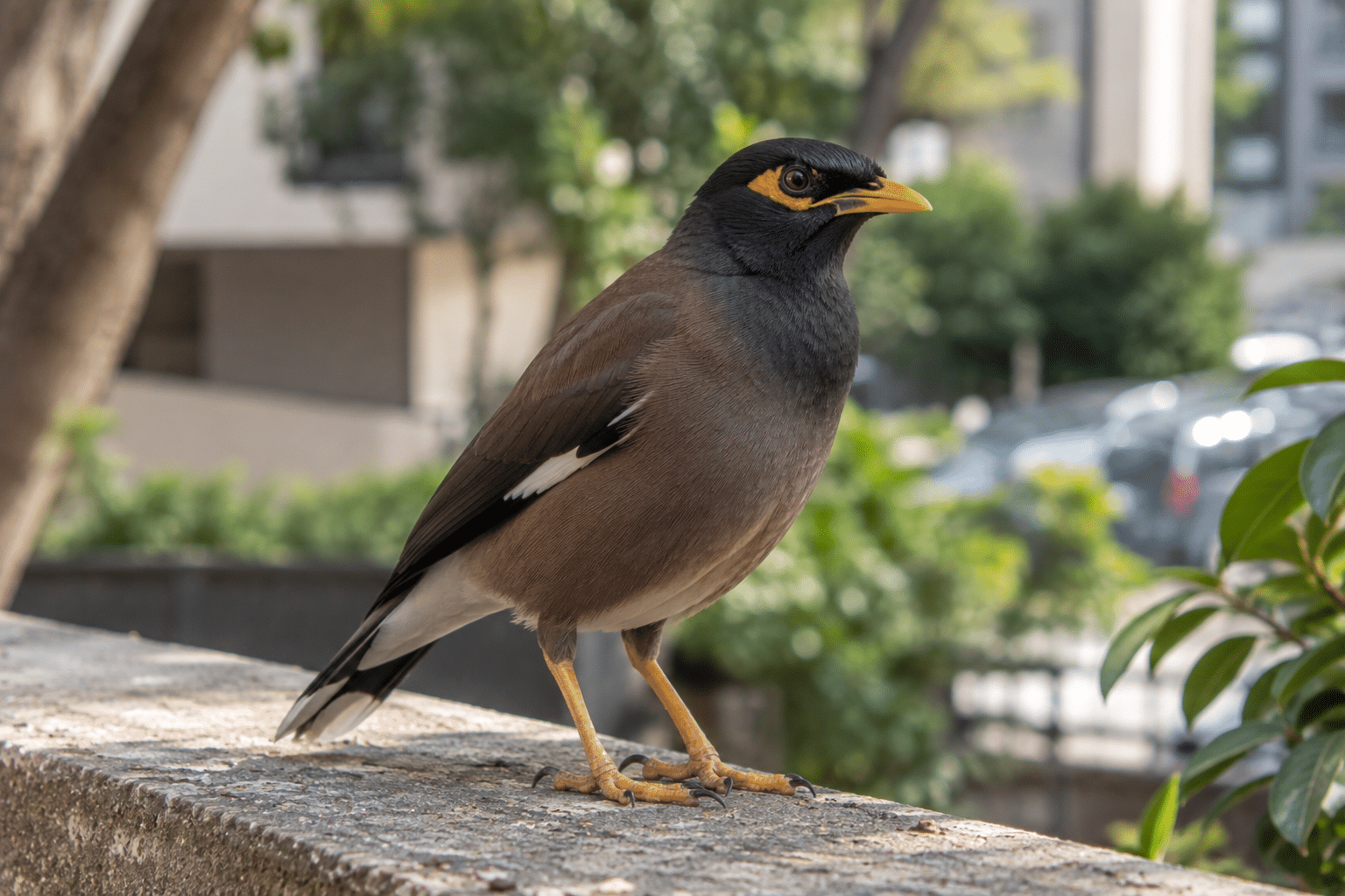 Indian myna