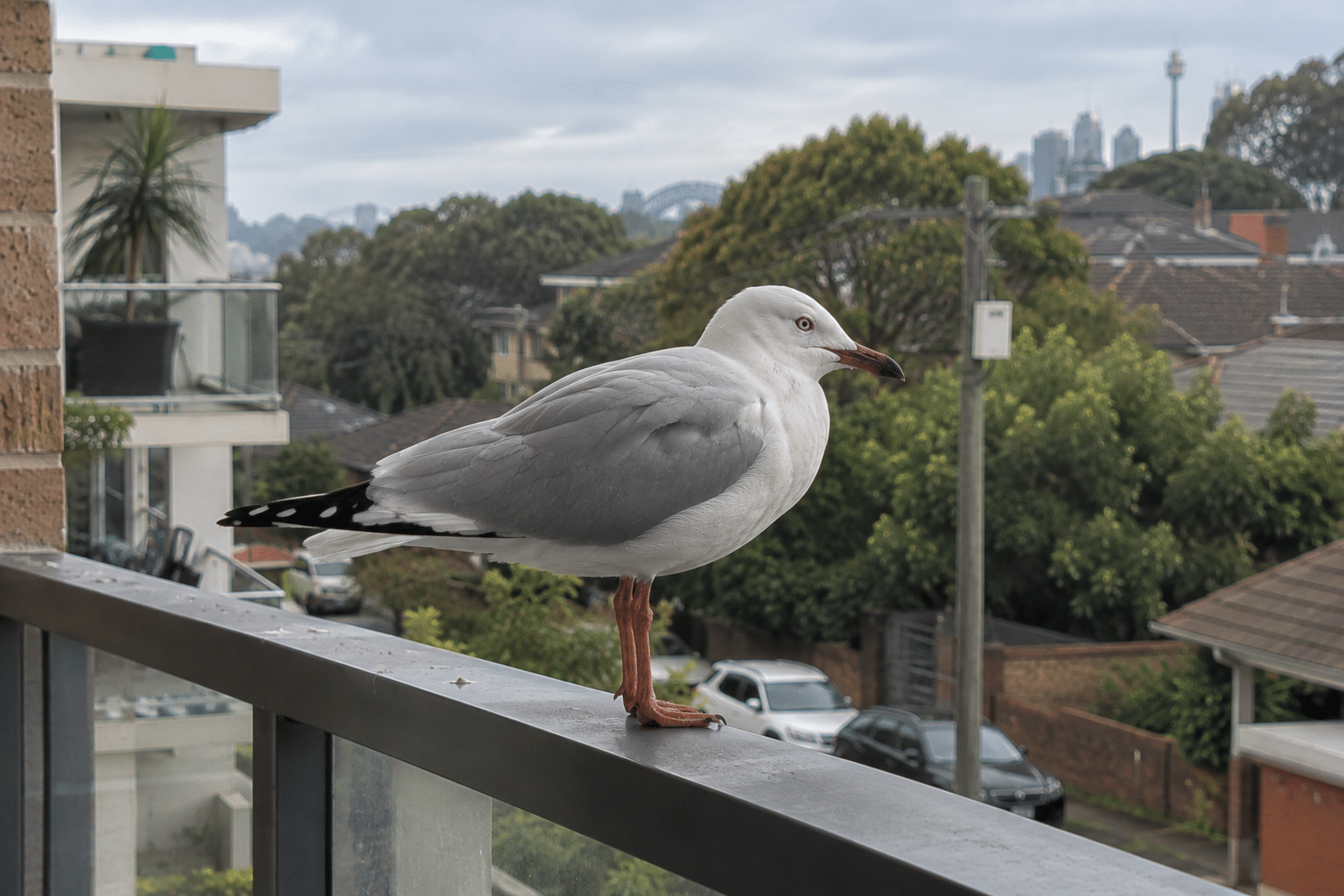 Silver gull