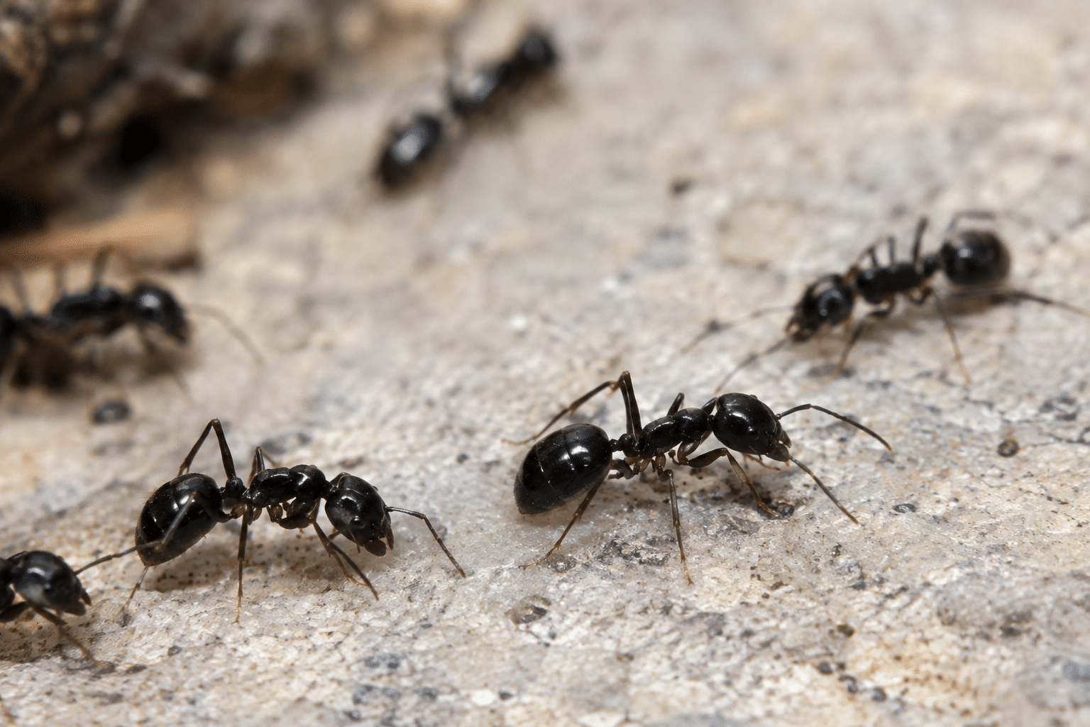Black House Ant identified by Apex Pest Control Melbourne