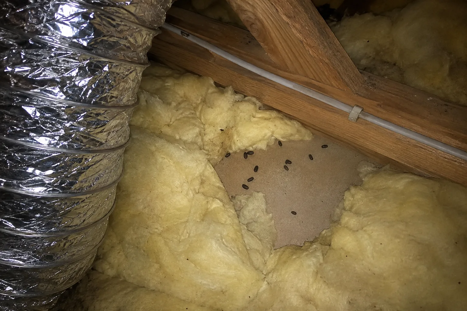 Illustration of rodent signs beside insulation and roof-space ducting