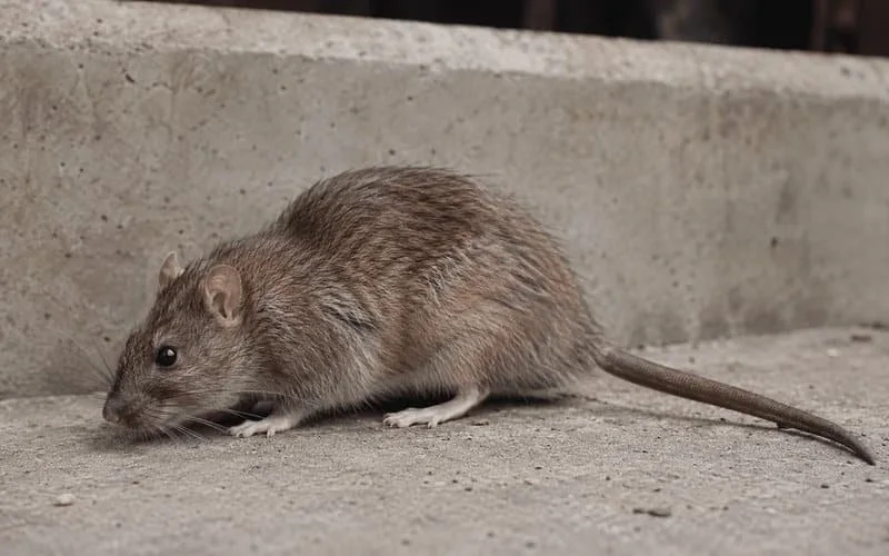 Norway rat reference photograph