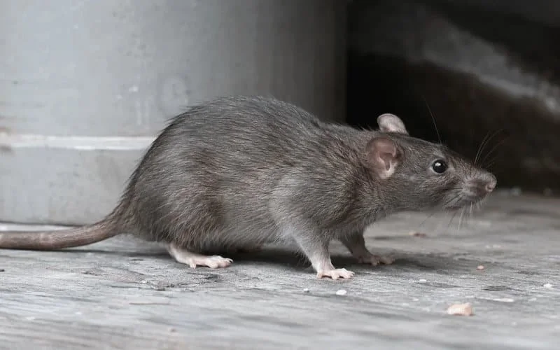 Roof rat reference photograph